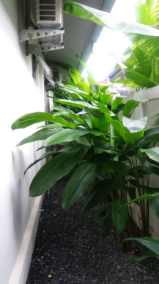 6A80268 ให้เช่าบ้านเดี่ยวชั้นเดียว 2 ห้องนอน 2 ห้องน้ำ พื้นที่ 50 ตรว.