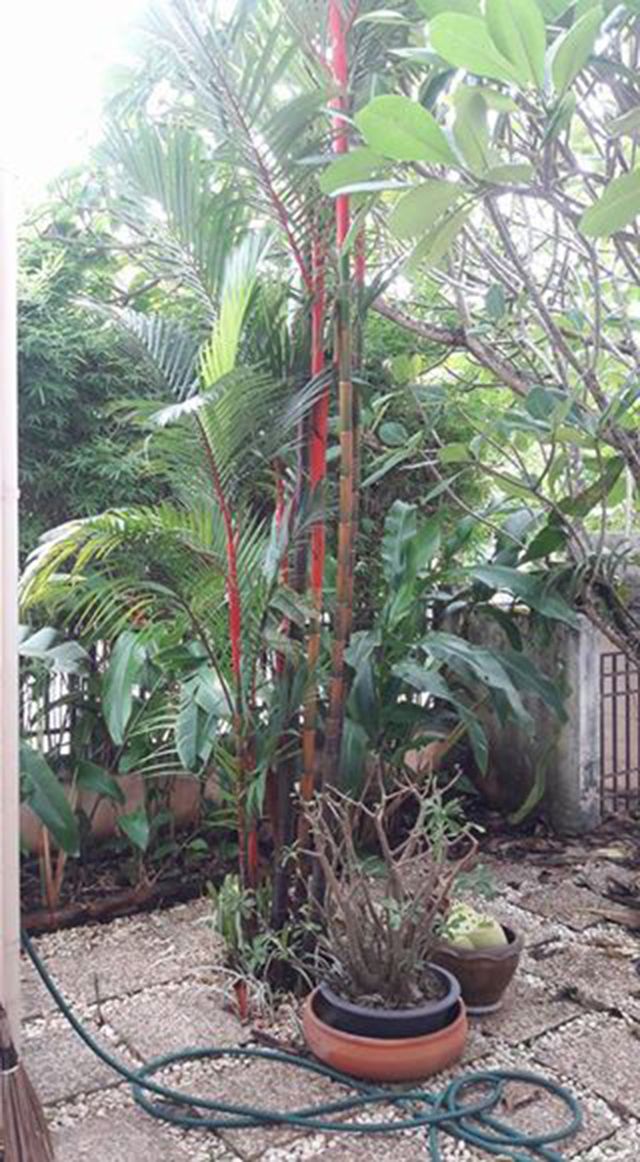 6A100544 ให้เช่าบ้านแฝดชั้นเดียว 2 ห้องนอน 2 ห้องน้ำ พื้นที่ 38 ตรว.