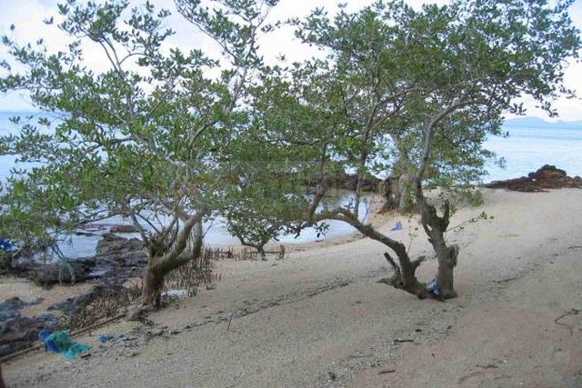 ที่ดินติดหาดบนเกาะปอ . อ. เกาะลันตา . จ. กระบี่