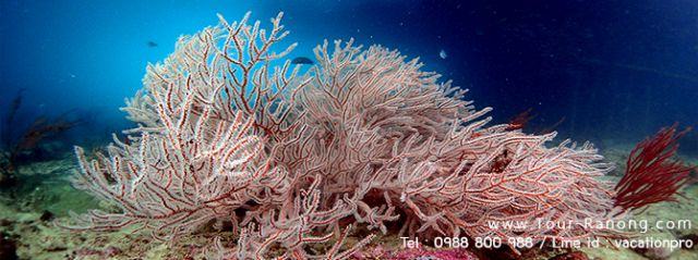 ทัวร์ระนอง 2 วัน 1 คืน  เกาะสน พม่า ทัวร์ 4 เกาะ เกาะหัวใจมรกต