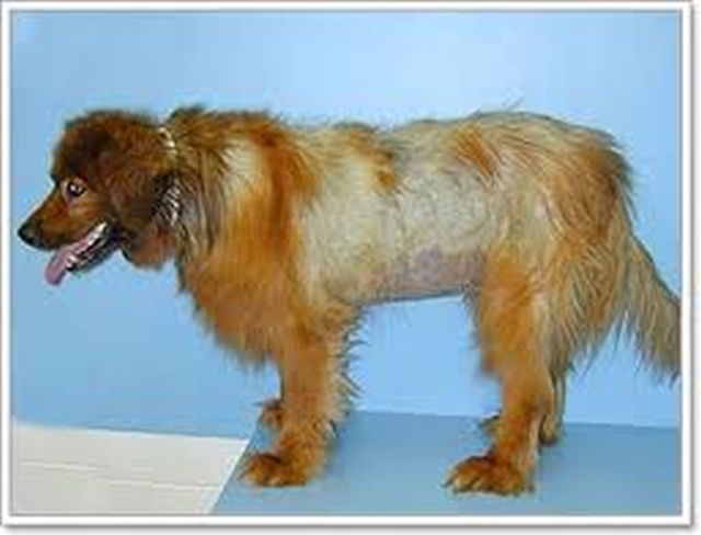 ยาบำรุงขน สุนัข แมว กระต่าย