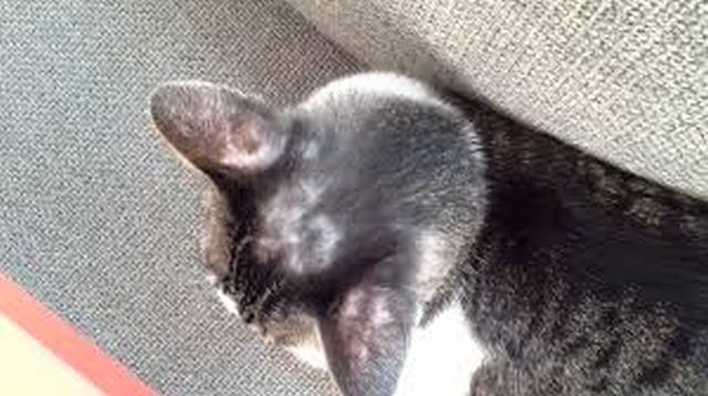 ยาบำรุงขน สุนัข แมว กระต่าย