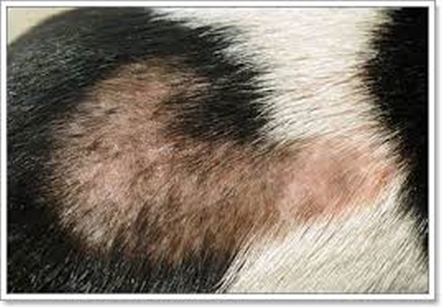 ยาบำรุงขน สุนัข แมว กระต่าย