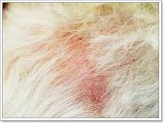 ยาบำรุงขน สุนัข แมว กระต่าย