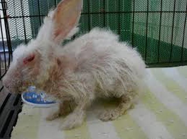 ยาบำรุงขน สุนัข แมว กระต่าย