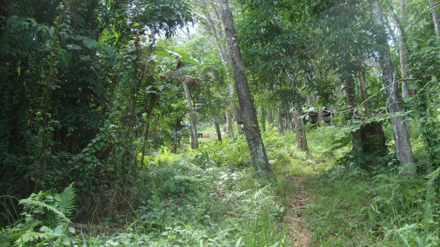 ขายที่ดินสวย ภูเก็ต ต.สาคู อ.ถลาง อยู่บนเนินเขา มองเห็นวิวได้โดยรอบ