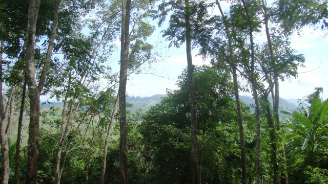 ขายที่ดินสวย ภูเก็ต ต.สาคู อ.ถลาง อยู่บนเนินเขา มองเห็นวิวได้โดยรอบ