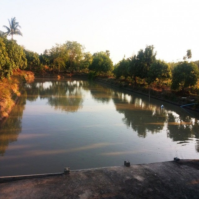 ขายบ้าน พร้อมที่ดิน และสวนผลไม้ เนื้อที่4 ไร่ ต.ตลิ่งชัน เมืองสุพรรณบุรี