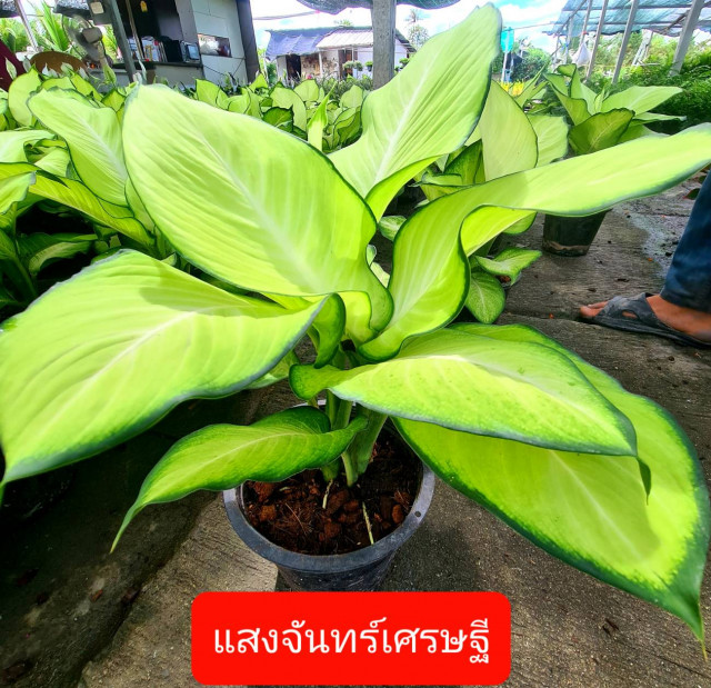 สวนอัมฟาลพันธุ์ไม้ จำหน่ายพันธุ์ไม้ทุกชนิด ไม้ดอก ไม้ประดับ ไม้มงคล ไม้ฟอกอากาศ