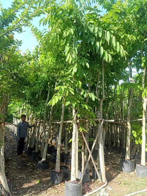 สวนอัมฟาลพันธุ์ไม้ จำหน่ายพันธุ์ไม้ทุกชนิด ไม้ดอก ไม้ประดับ ไม้มงคล ไม้ฟอกอากาศ