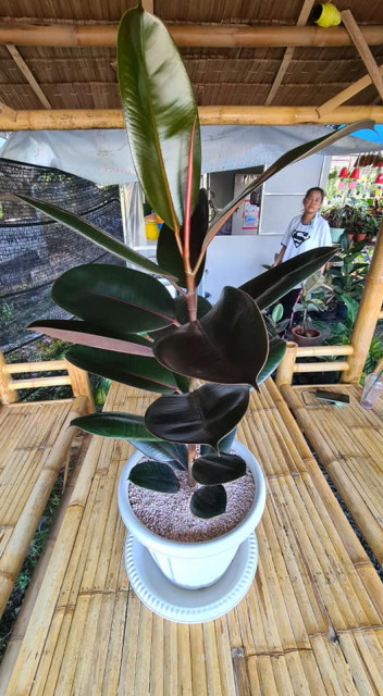 สวนอัมฟาลพันธุ์ไม้ จำหน่ายพันธุ์ไม้ทุกชนิด ไม้ดอก ไม้ประดับ ไม้มงคล ไม้ฟอกอากาศ