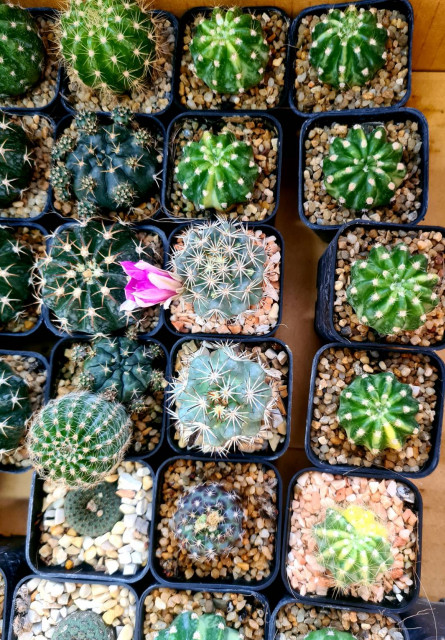 สวนอัมฟาลพันธุ์ไม้ จำหน่ายพันธุ์ไม้ทุกชนิด ไม้ดอก ไม้ประดับ ไม้มงคล ไม้ฟอกอากาศ