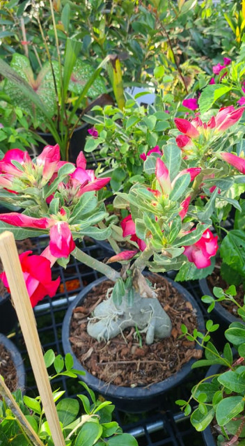 สวนอัมฟาลพันธุ์ไม้ จำหน่ายพันธุ์ไม้ทุกชนิด ไม้ดอก ไม้ประดับ ไม้มงคล ไม้ฟอกอากาศ