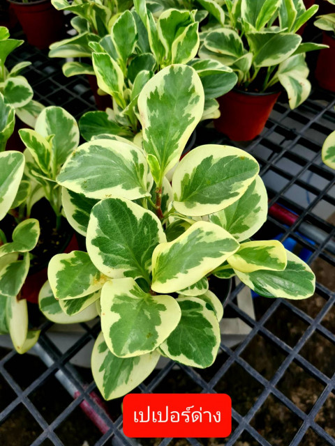 สวนอัมฟาลพันธุ์ไม้ จำหน่ายพันธุ์ไม้ทุกชนิด ไม้ดอก ไม้ประดับ ไม้มงคล ไม้ฟอกอากาศ