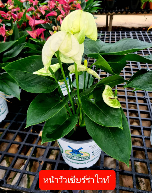 สวนอัมฟาลพันธุ์ไม้ จำหน่ายพันธุ์ไม้ทุกชนิด ไม้ดอก ไม้ประดับ ไม้มงคล ไม้ฟอกอากาศ