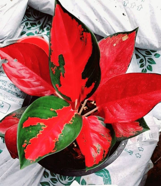 สวนอัมฟาลพันธุ์ไม้ จำหน่ายพันธุ์ไม้ทุกชนิด ไม้ดอก ไม้ประดับ ไม้มงคล ไม้ฟอกอากาศ