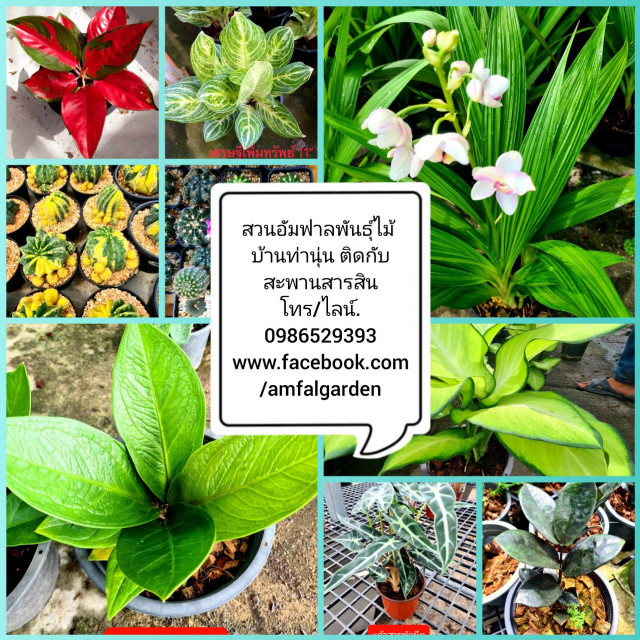สวนอัมฟาลพันธุ์ไม้ จำหน่ายพันธุ์ไม้ทุกชนิด ไม้ดอก ไม้ประดับ ไม้มงคล ไม้ฟอกอากาศ