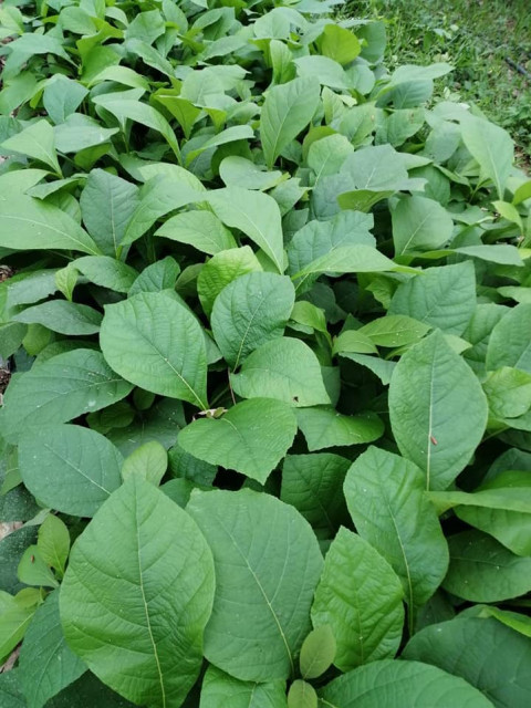 สวนอัมฟาลพันธุ์ไม้ จำหน่ายพันธุ์ไม้ทุกชนิด ไม้ดอก ไม้ประดับ ไม้มงคล ไม้ฟอกอากาศ