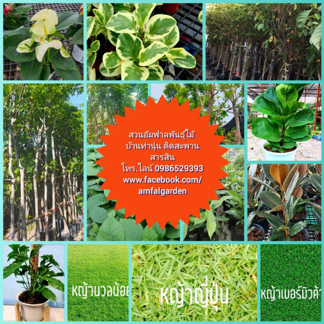 สวนอัมฟาลพันธุ์ไม้ จำหน่ายพันธุ์ไม้ทุกชนิด ไม้ดอก ไม้ประดับ ไม้มงคล ไม้ฟอกอากาศ