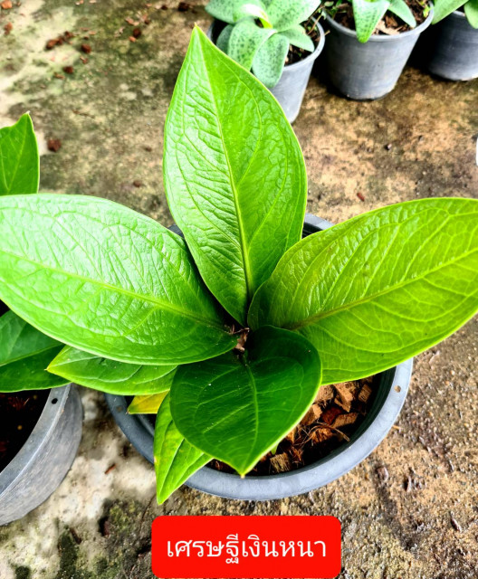 สวนอัมฟาลพันธุ์ไม้ จำหน่ายพันธุ์ไม้ทุกชนิด ไม้ดอก ไม้ประดับ ไม้มงคล ไม้ฟอกอากาศ