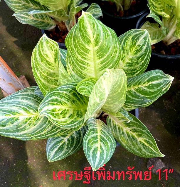 สวนอัมฟาลพันธุ์ไม้ จำหน่ายพันธุ์ไม้ทุกชนิด ไม้ดอก ไม้ประดับ ไม้มงคล ไม้ฟอกอากาศ